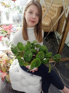 Бегония Conchifolia var. rubrimacula